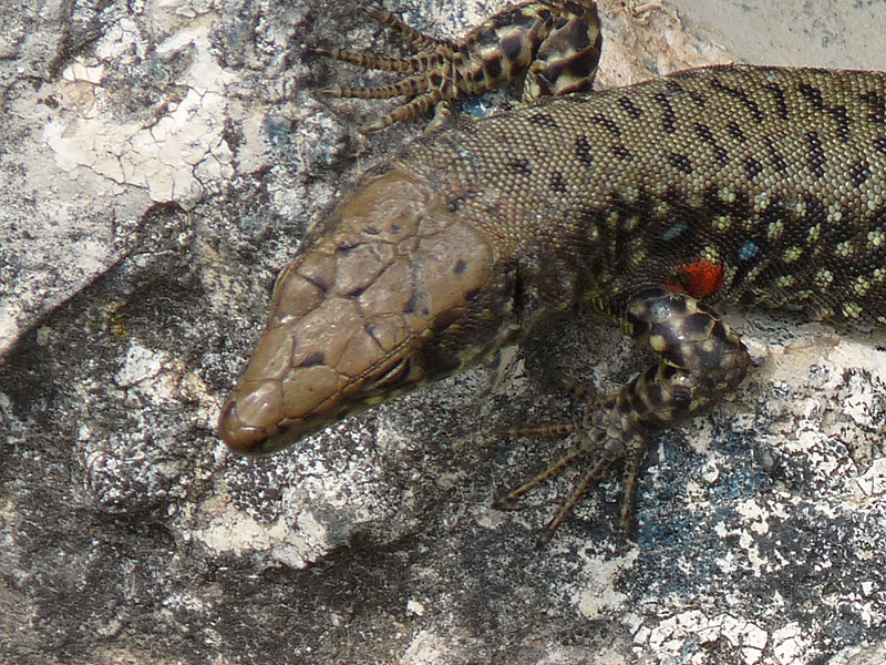 Dal Peloponneso: Podarcis muralis? No, Hellenolacerta graeca